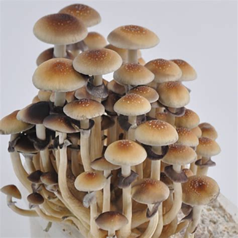 All <b>mushrooms</b> (even small ones) should be picked during the peak of the harvest or the day after it. . Lex luthor mushroom strain